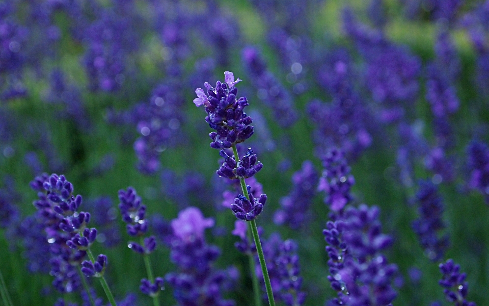 Nature plant rain flower