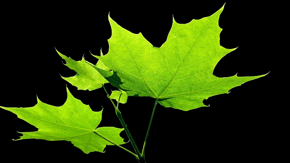 Tree nature branch light