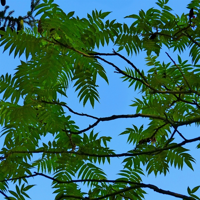 Baum natur wald zweig