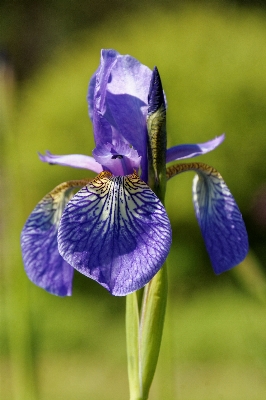 Blüte anlage blume blühen Foto