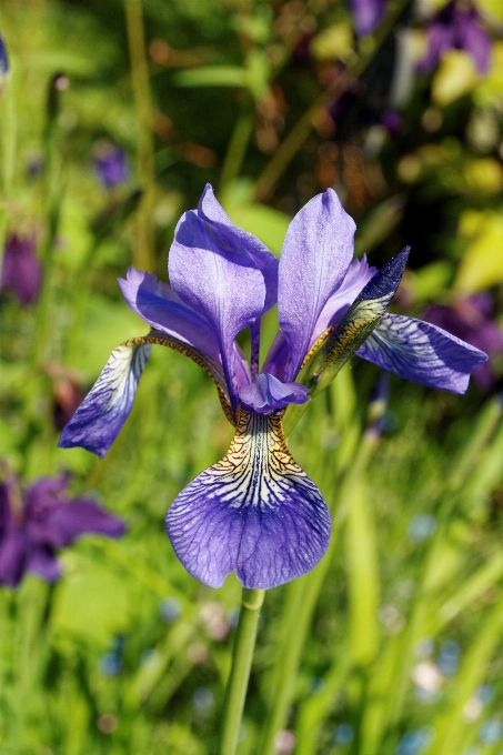 Nature blossom plant meadow