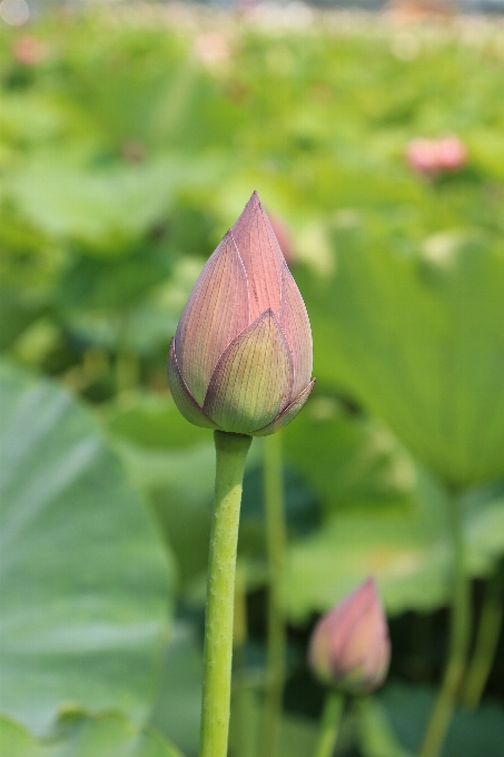 Wasser natur blüte anlage