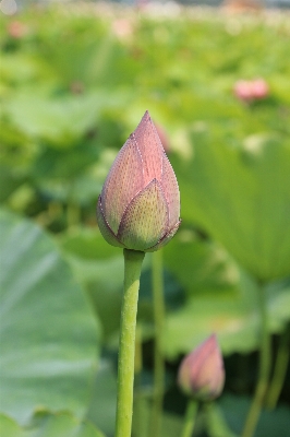 Water nature blossom plant Photo