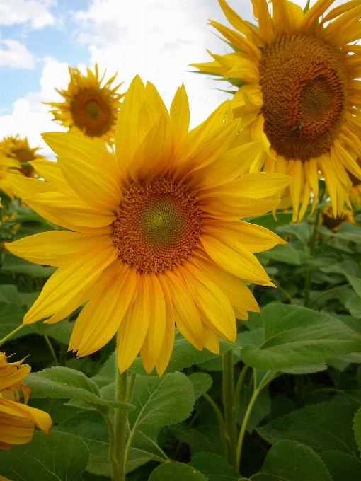 Nature usine champ fleur