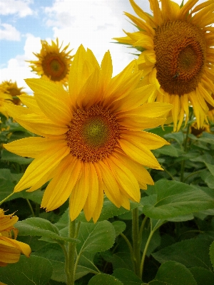 Foto Naturaleza planta campo flor