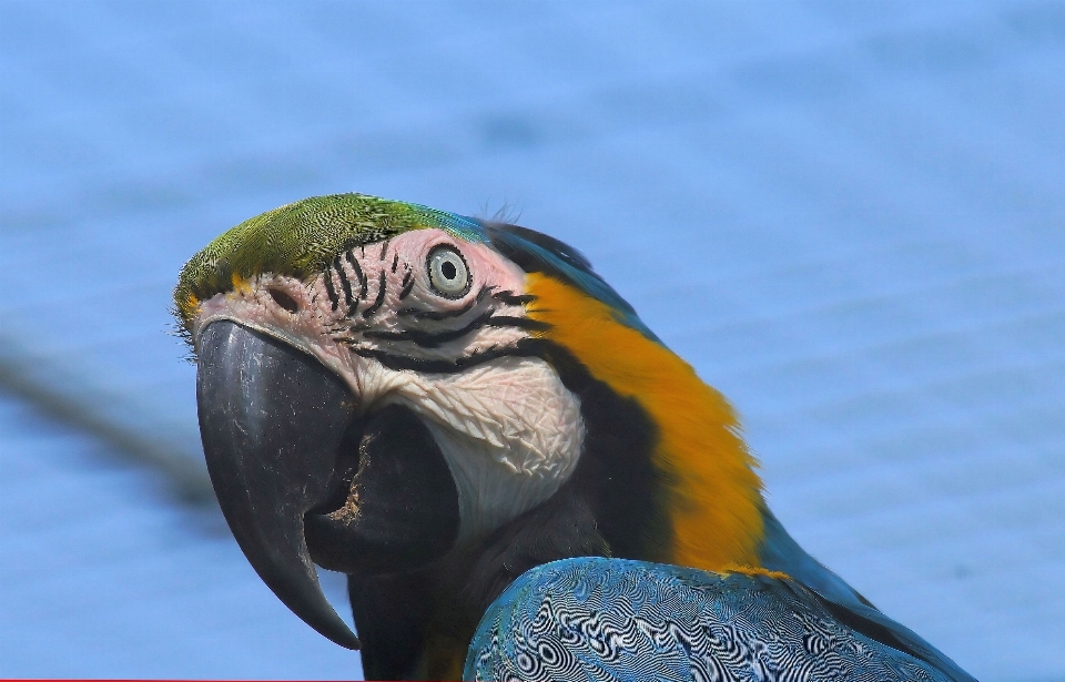 Nature oiseau aile mignon