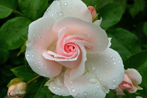 Nature blossom plant white Photo