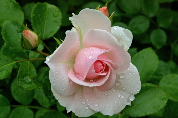 Nature blossom plant white Photo