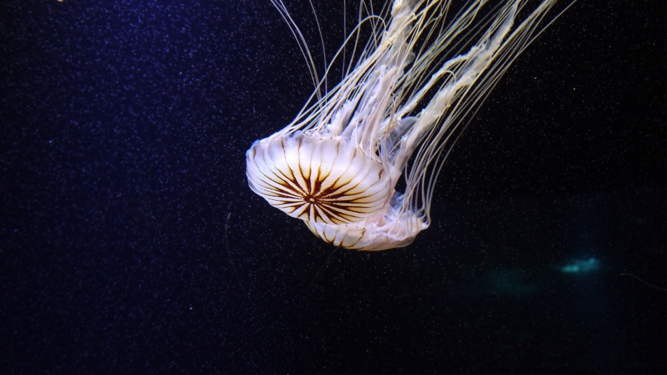 Sott'acqua biologia medusa colorato