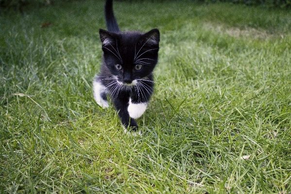 草 黒と白
 白 遊ぶ 写真