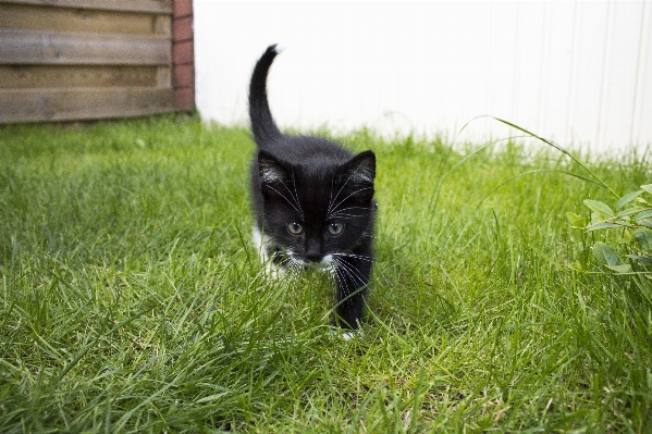 草 黒と白
 白 遊ぶ 写真