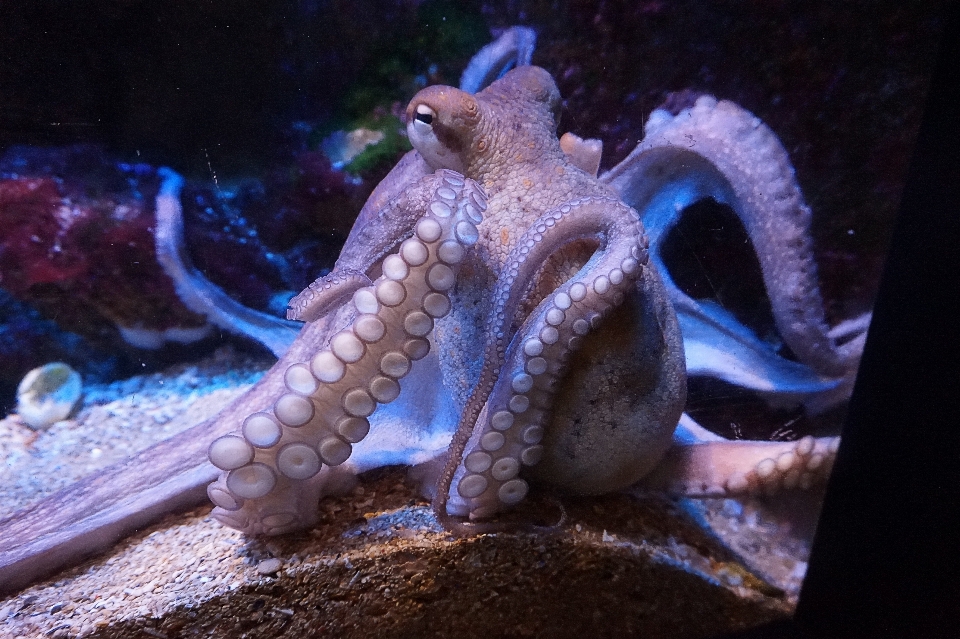 水 自然 生物学 关闭