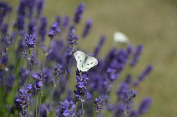 Nature plant white meadow Photo