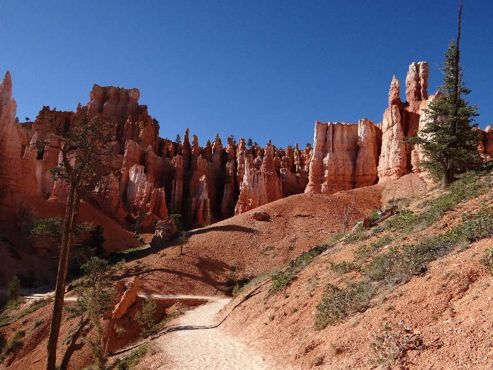 Baum rock schlucht stein