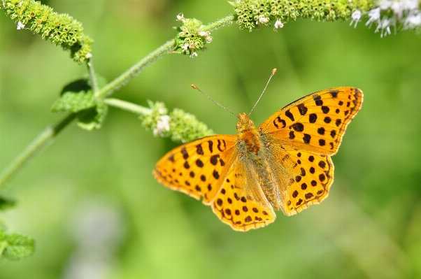 Nature wing light plant Photo