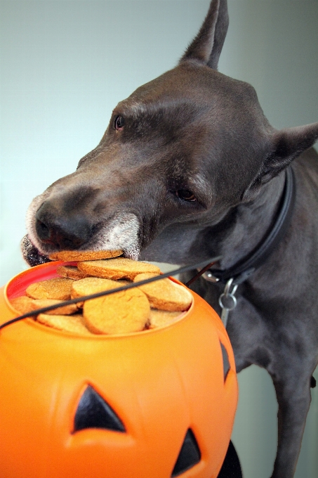 Dolce cane autunno zucca