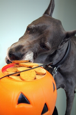 Foto Dolce cane autunno zucca