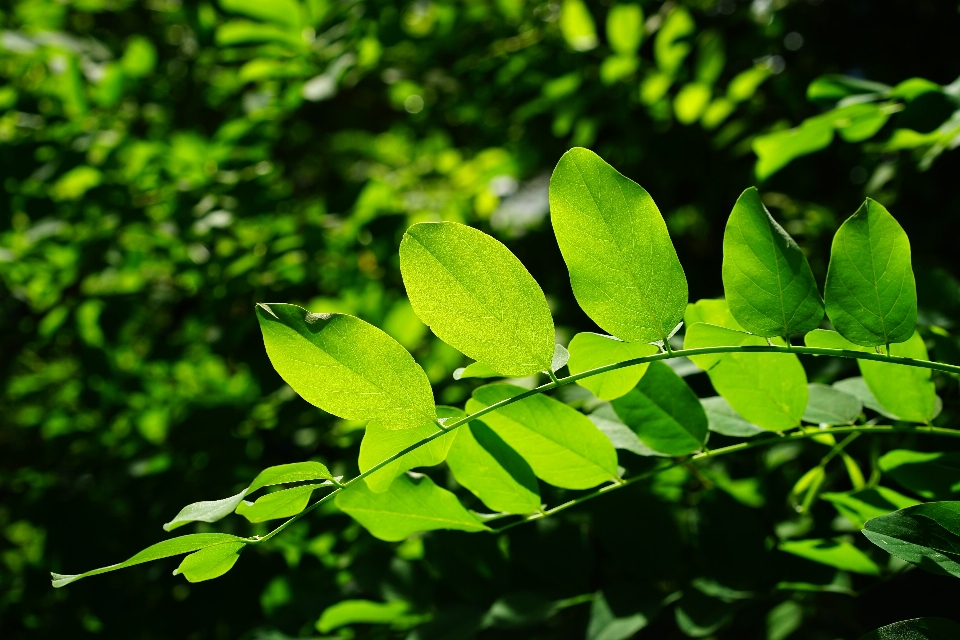 树 自然 森林 草