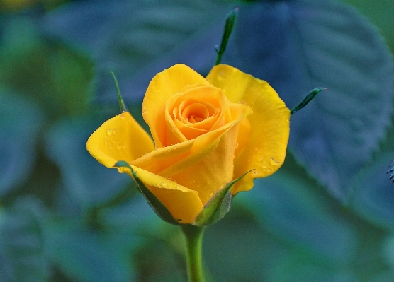 Foto Planta flor pétalo rosa