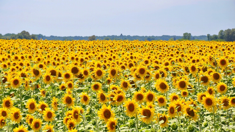 Plant field prairie flower