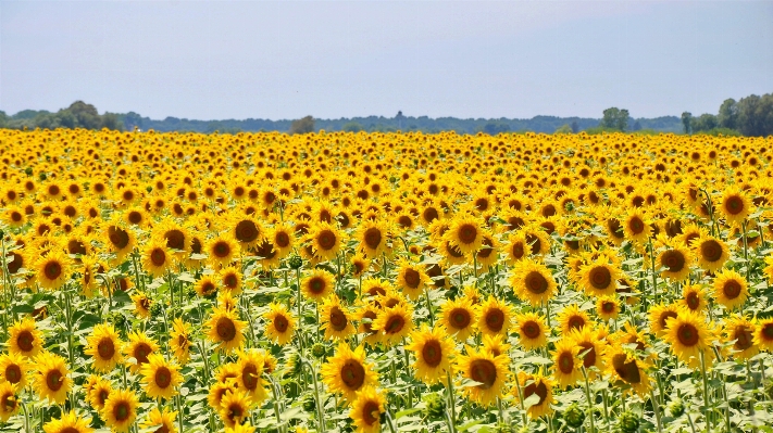 Plant field prairie flower Photo