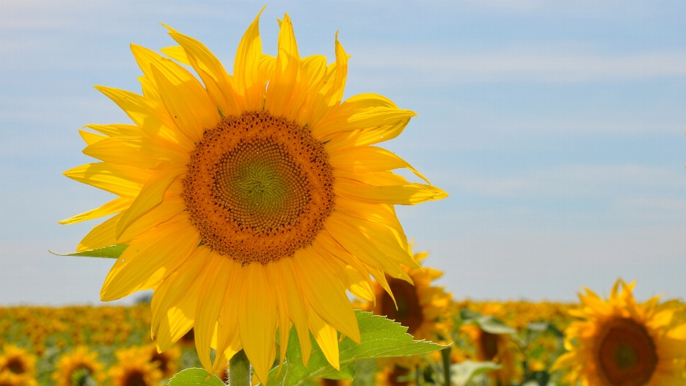 Anlage feld blume blütenblatt