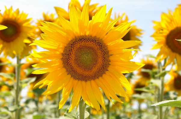 Foto Planta campo flor verano