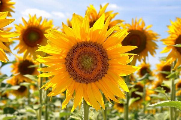 Foto Planta campo flor verano