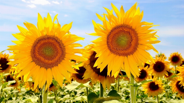 Foto Planta campo flor verano