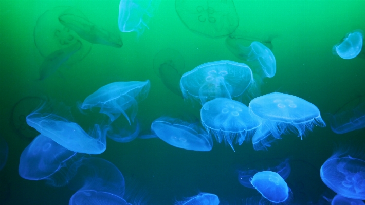 Petal underwater biology jellyfish Photo