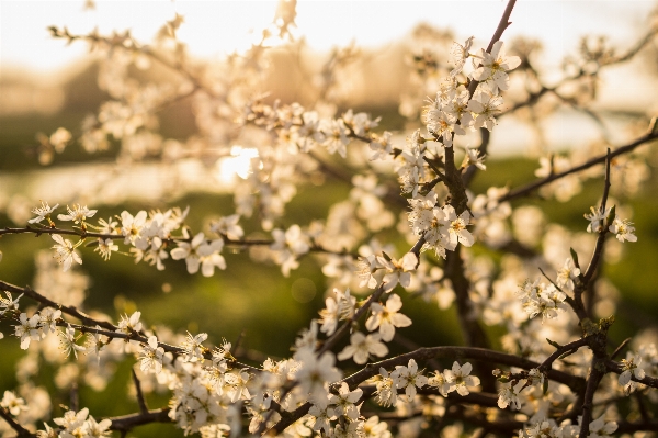 Tree nature branch blossom Photo