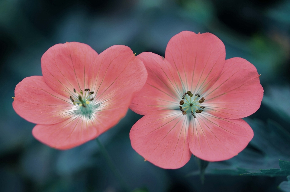 Nature blossom plant photography