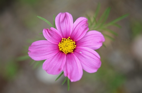 Nature blossom plant photography Photo