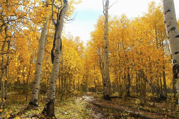 Landscape tree nature forest Photo