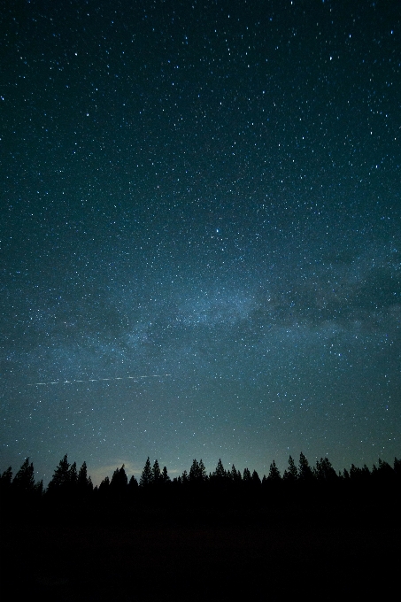 Alam hutan berpendar langit