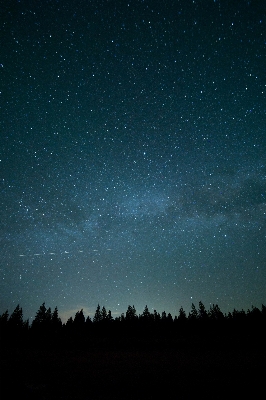 Nature forest glowing sky Photo