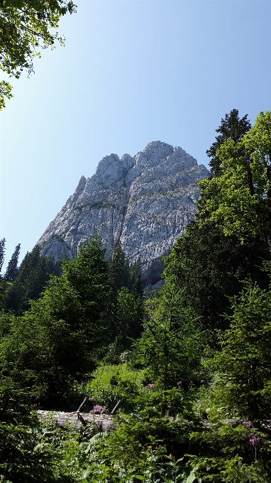 風景 木 自然 森