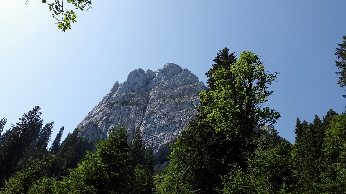 Foto Albero natura foresta selvaggia
