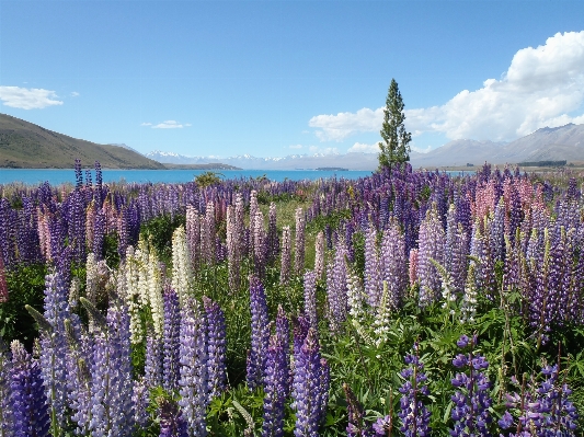 Landscape water nature blossom Photo