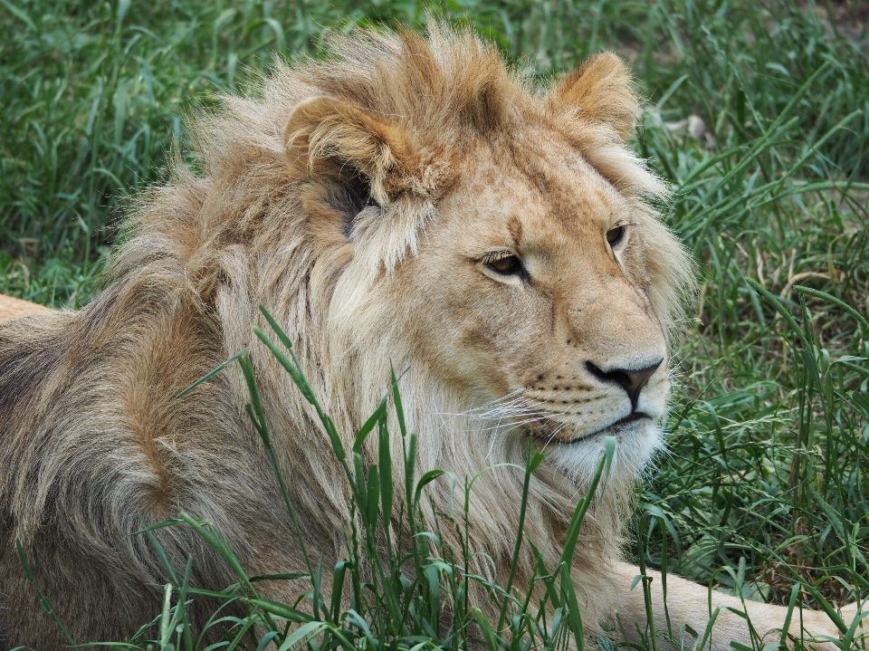 Abenteuer tierwelt zoo säugetier