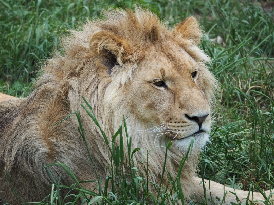 Adventure wildlife zoo mammal Photo