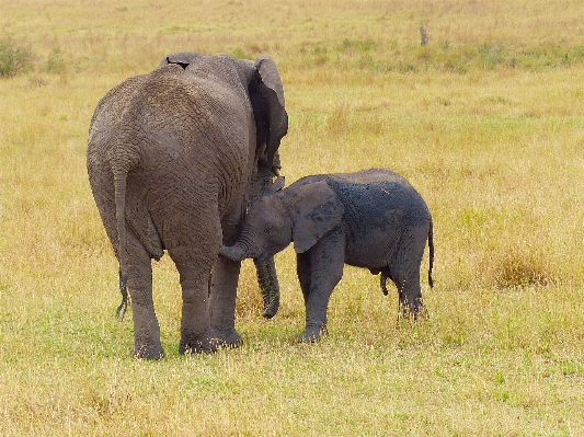 Prairie adventure wildlife herd Photo