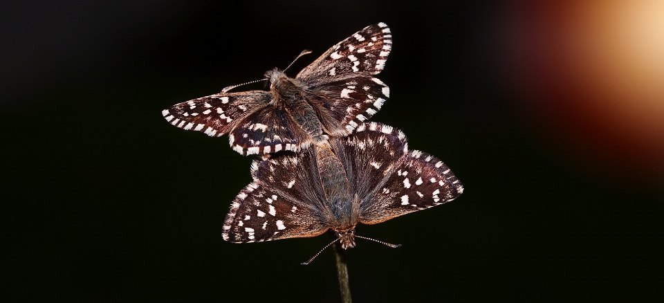 Natur flügel fotografie tier