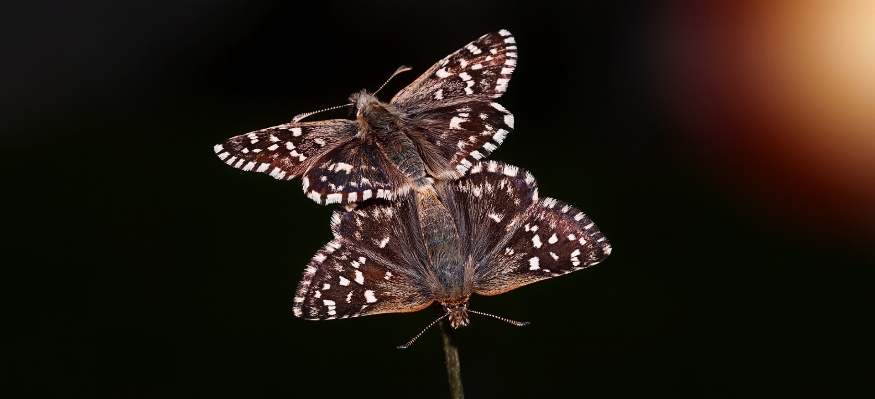 Natur flügel fotografie tier Foto