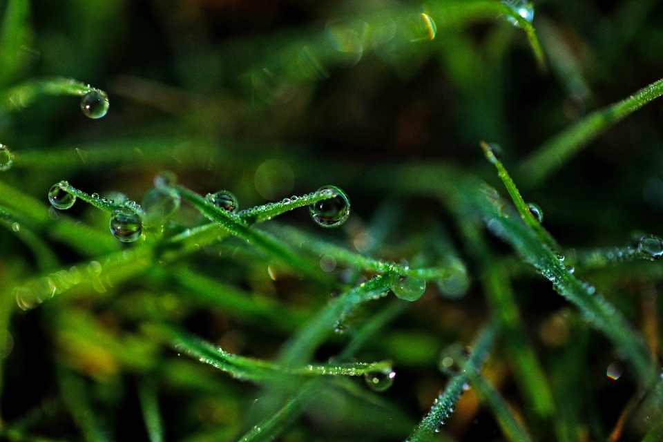 Water nature grass branch