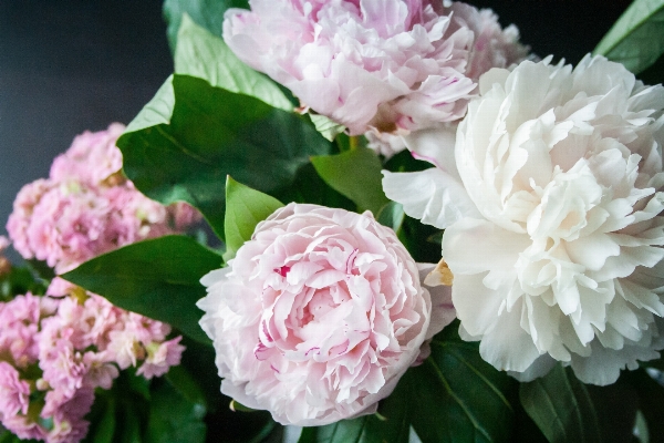 自然 花 植物 白 写真