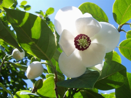 Nature branch blossom plant Photo