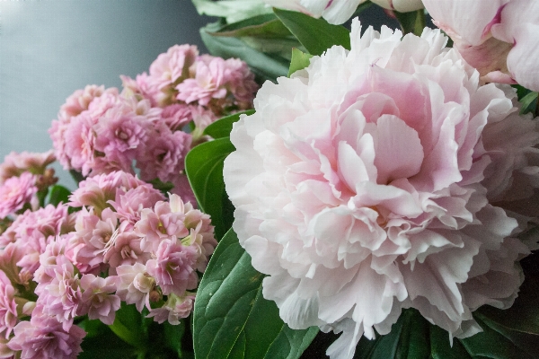 自然 花 植物 白 写真