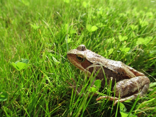 Nature grass animal summer Photo