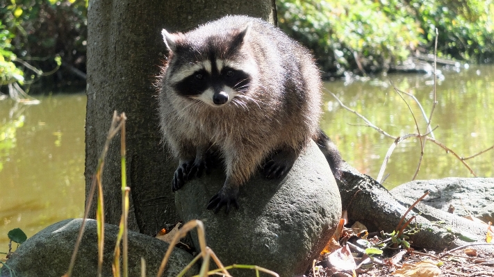 Wildlife zoo vancouver stanley park Photo